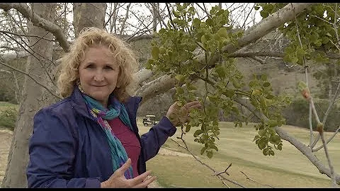 A Growing Passion - Mistletoe