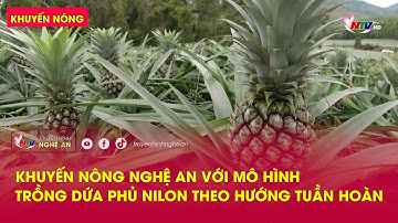Khuyến nông Nghệ An với mô hình trồng dứa phủ nilon theo hướng tuần hoàn