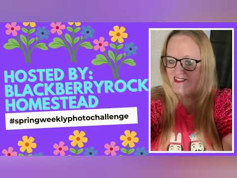 #springweeklyphotochallenge 🌷 Hosted by @blackberryrockhomestead 🪻🌻