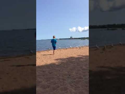 camera iphone 8 plus apk Me feeding seagulls