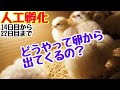 卵からヒヨコが生まれるまで②【自給生活北海道ぐるりの暮らし#83】孵卵器を使った人工孵化の様子。今回は、まさに卵からヒナが出てくる3日間の様子をじっくりお届けします。