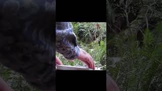 Seed to Centre (Integrated System Mix) - [Stem C] #shorts