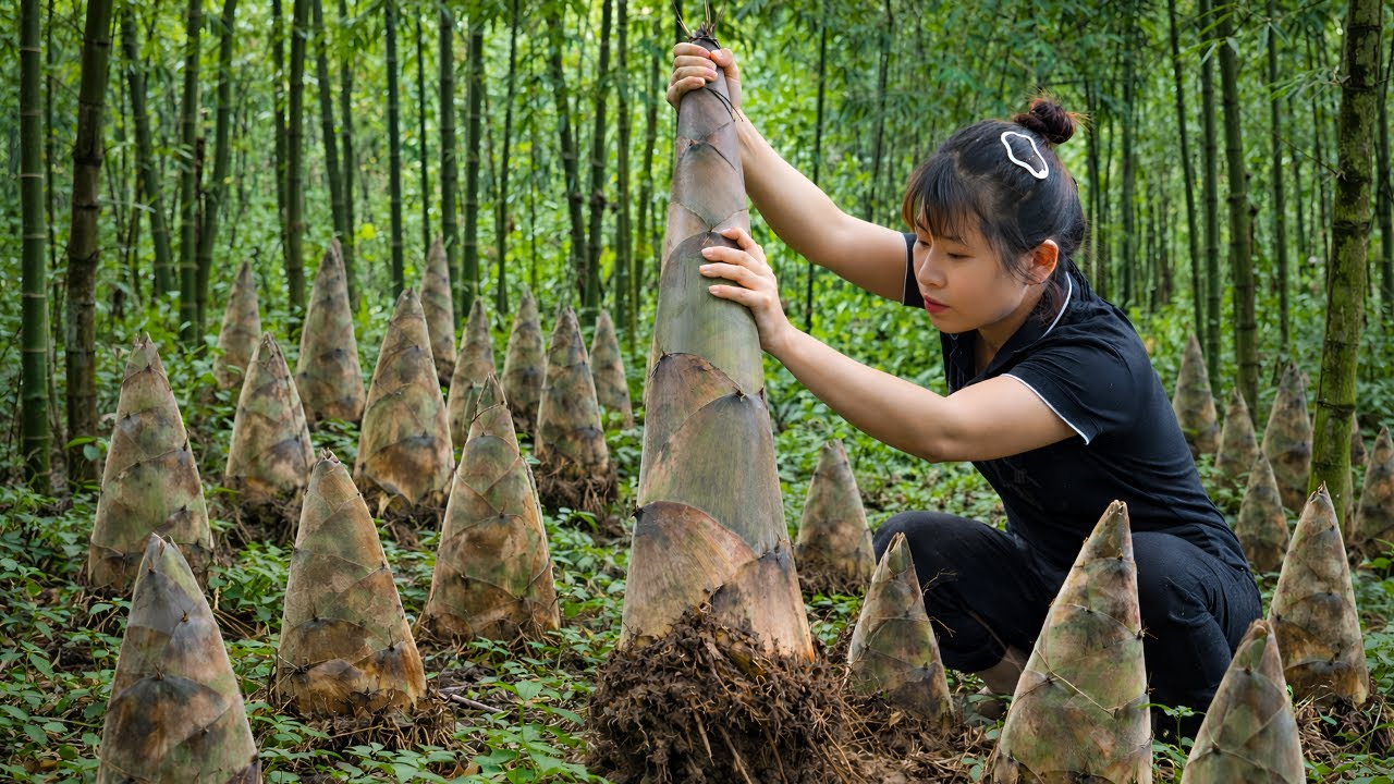 Harvesting bamboo shoots from the forest and taking them to the market to sell - A happy life