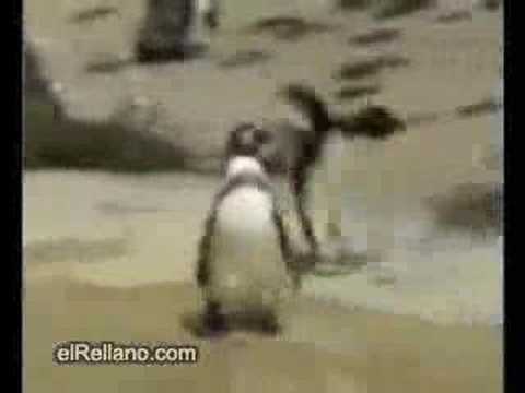 crazy penguin and lazy polar bear! Funniest thing ever