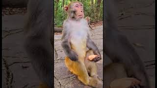 Monkey meditating because of his wife #trendingshorts #vforviral #monkey #meditation #monkeys