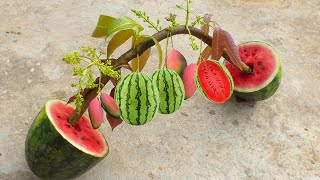 The greatest technique: how to grow mango tree with watermelon fruit get 100% fast fruit