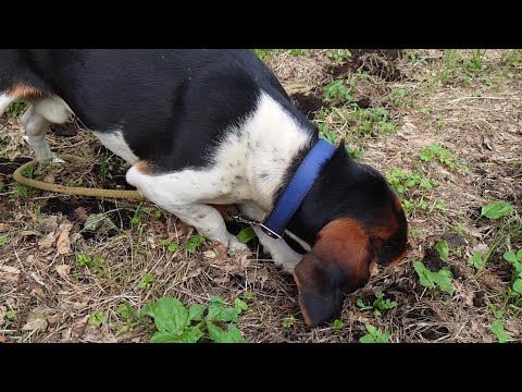 犬のプレイドライブとは？問題行動を安全に管理・活用する7つの方法