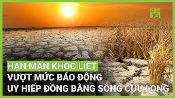 Hạn mặn khốc liệt đe doạ ĐBSCL: Hàng chục nghìn ha cây trồng thiếu nước | VTC16