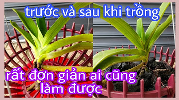Cách trồng Ngọc điểm rừng đơn giản nhất. T193 #hoalantuyenha