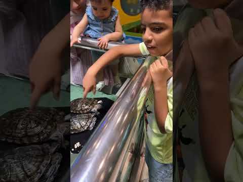 امسك سلاحف