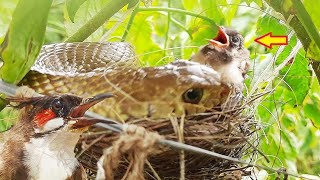 Parent Birds Saves Baby birds from Strom just to Feed them to Snake ||| baby bird eaten| Full Video