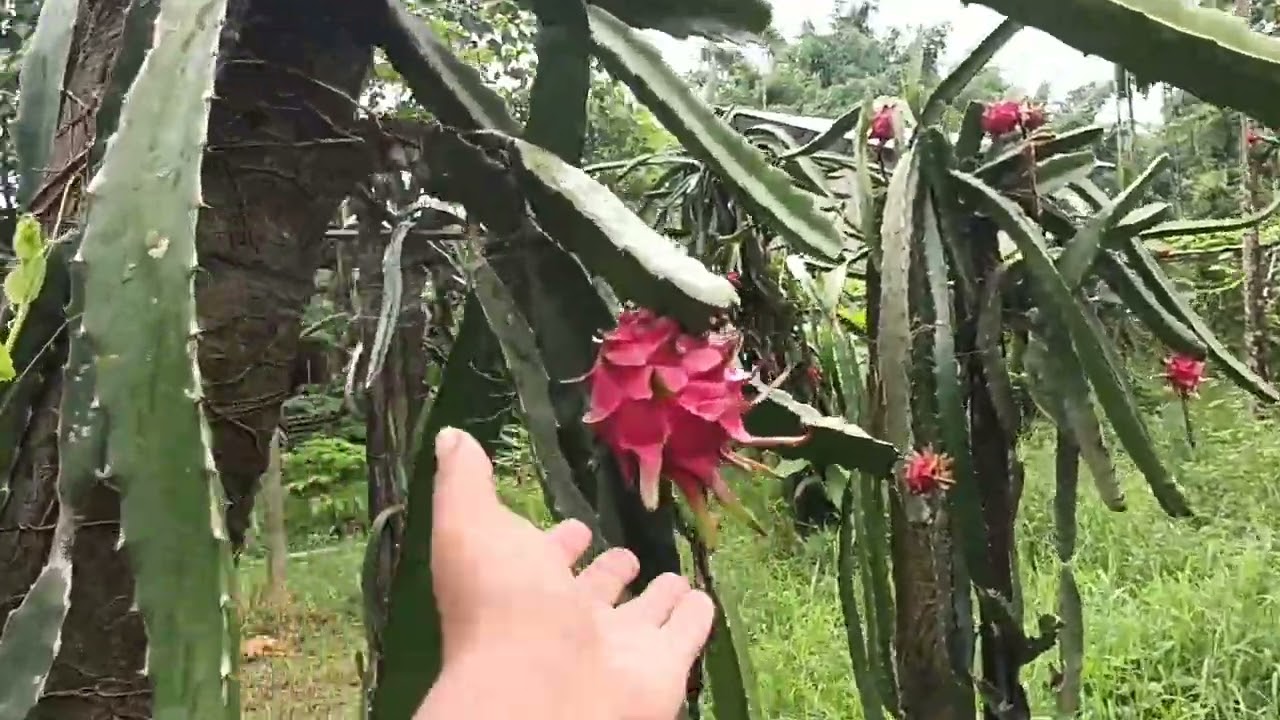 dragan fruit and Pomegranate malti cropping