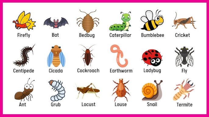 insects-names-list