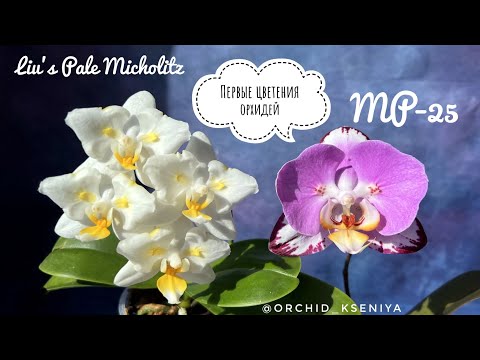 Первые цветения орхидей бабочек: Liu’s Pale Micholitz ‘ES’ 🐣 и MP-25 💕 Яркие азиатские подростки 😍