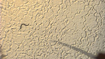 C elegans Nose Touch Response 2