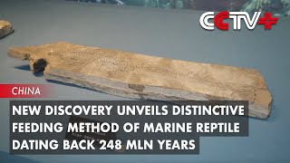 New Discovery Unveils Distinctive Feeding Method of Marine Reptile Dating back 248 Million Years
