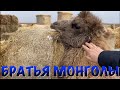 Монголы в Калмыкии часть 1