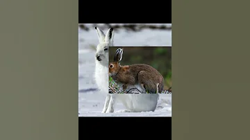 Заяц беляк
