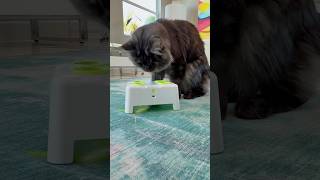 Cat enrichment ideas #catshorts #cattoys #catmom