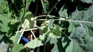 Kohlrabi! You Talk About Good Eating! Raise This Veggie And You Will Be Impressed!