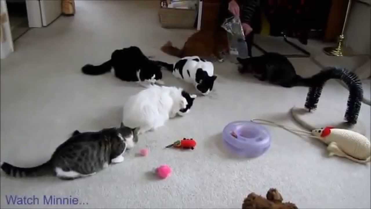 Betisier De Chats Youtube Betisier De Chats Youtube