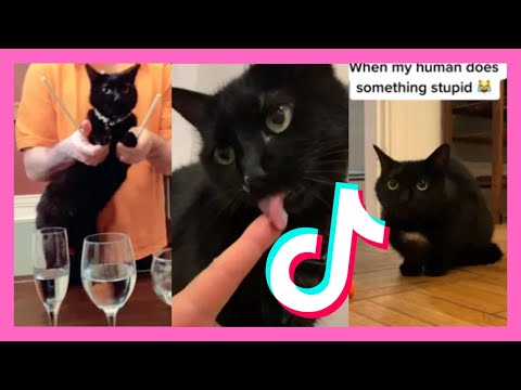 FUNNY Black CAT TikTok Compilation