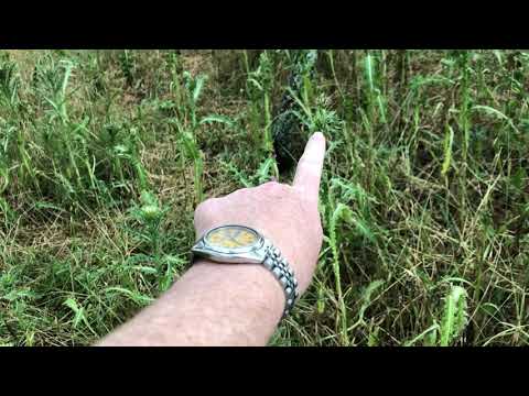 Video: Mbillni Thistle, Bindweed, Colza, Euphorbia, A është E Mundur Të Mposhtni Barërat E Këqija Shumëvjeçare?