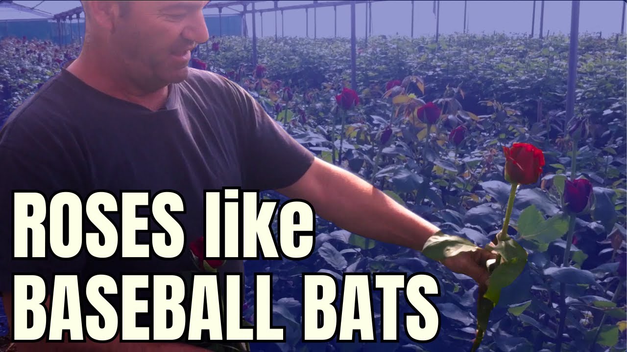 How to Grow ROSES LIKE BASEBALL BATS! Rare insights from 2nd Generation ...