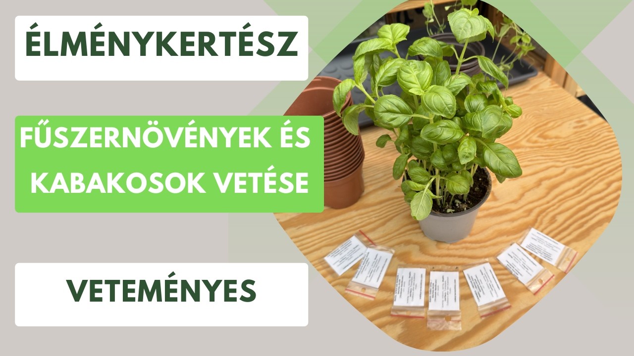 Különleges uborkék, cukkinik és bazsalikomok a kertben🥒🍃