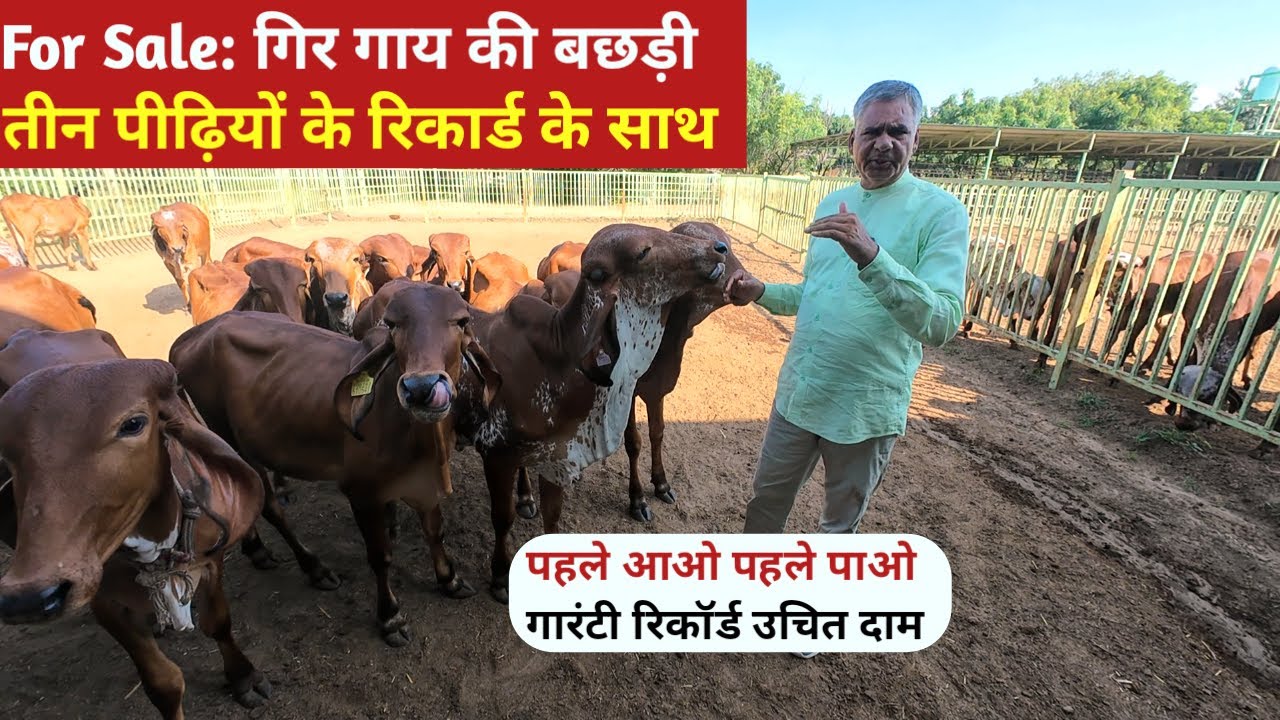 गिर गाय डेयरी फार्म राजस्थान। गिर गाय सबसे अच्छी कहां मिलेगी। देसी गाय की कीमत।@farmingguruji
