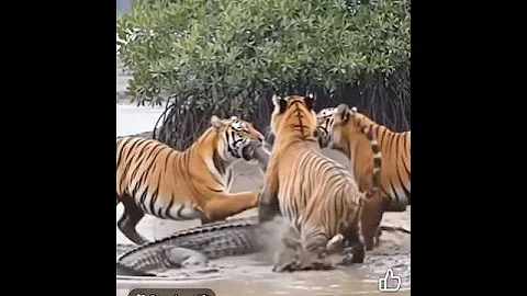 3 Tigers v crocodile #fypシ #animals #shortvideo #shorts #bmw
