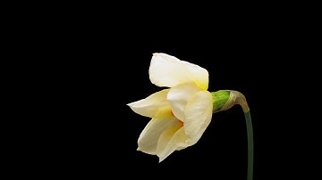 Daffodil timelapse