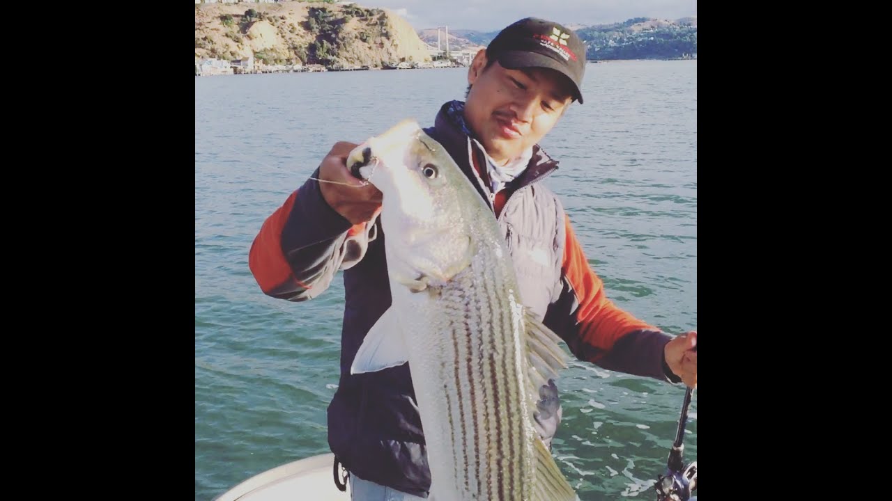 Napa River Striped Bass Fishing With Big Hammer Swimbaits !! - YouTube