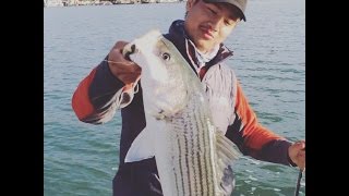 Napa River Striped Bass Fishing With Big Hammer Swimbaits 