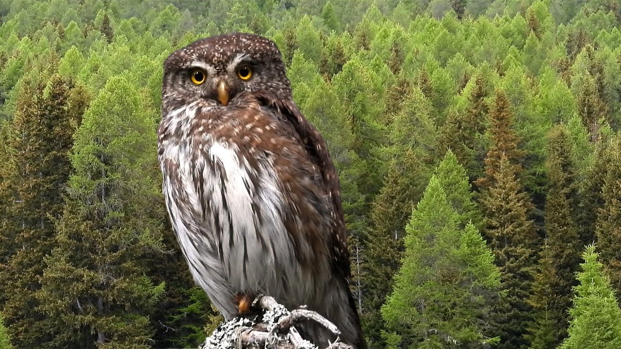 Civetta nana: cronaca di una ricerca in Valle d’Aosta