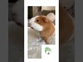 "CUTE GINNI PIGS RELAXING VOICE 🌸🐹✨ | TINY BITES, SOFT SOUNDS &amp; COZY MOMENTS TO MELT YOUR HEART 🌼🐹🌸