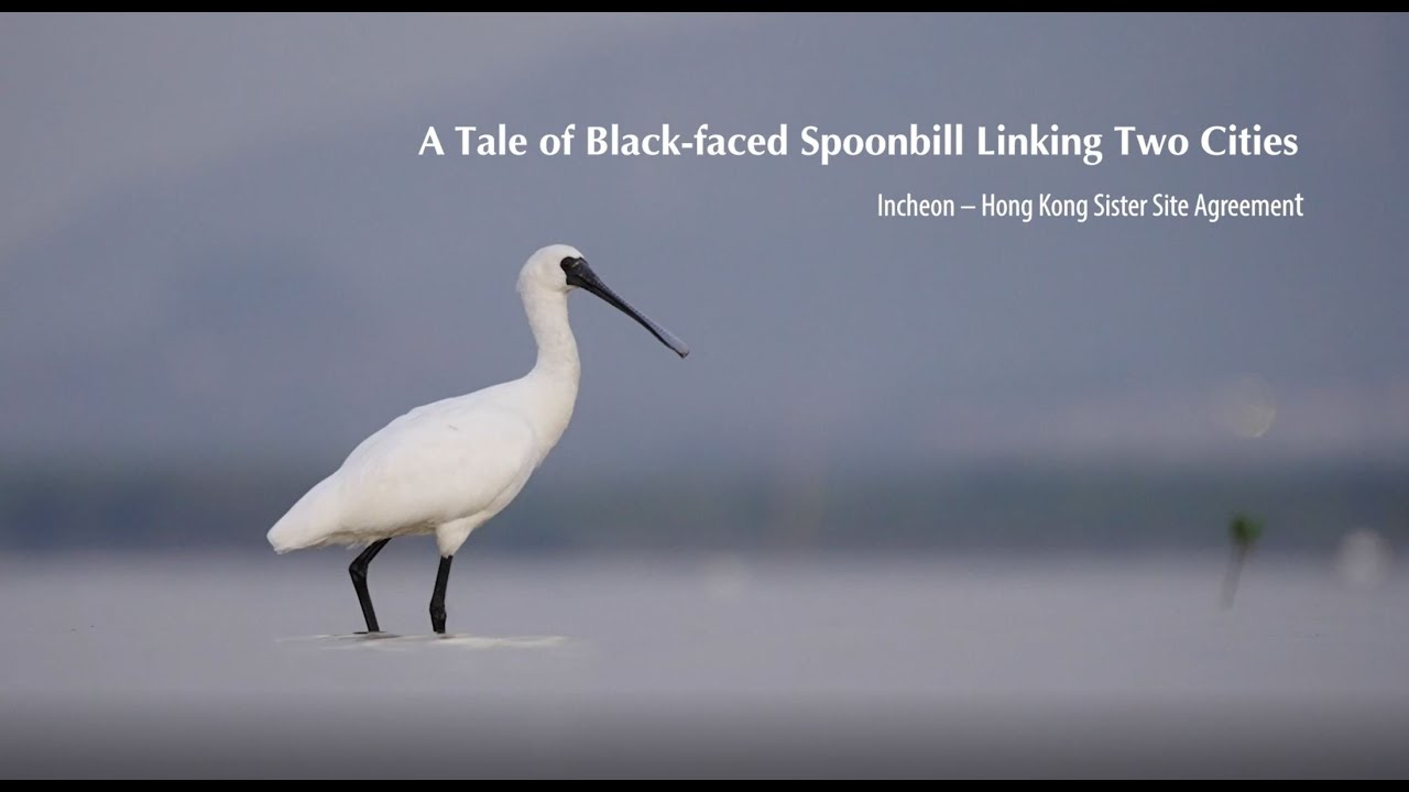 A Tale Of Black Faced Spoonbill Linking Two Cities Incheon Hong Kong Sister Site Agreement Eng Youtube