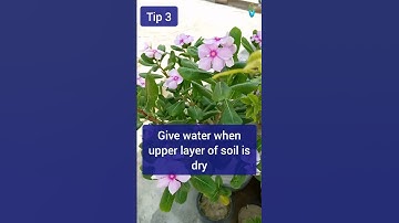 Vinca Flower Plant Care #shorts #trending
