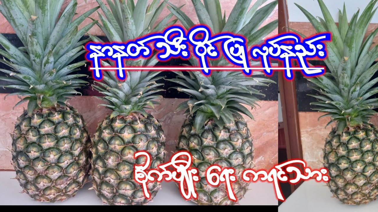 နာနတ်သီးဝိုင်ပြုလုပ်နည်း စိတ်ဝင်စားရင်ဝင်ကြည့်လိုက်ပါ စိုက်ပျိုးရေးကရင်သား