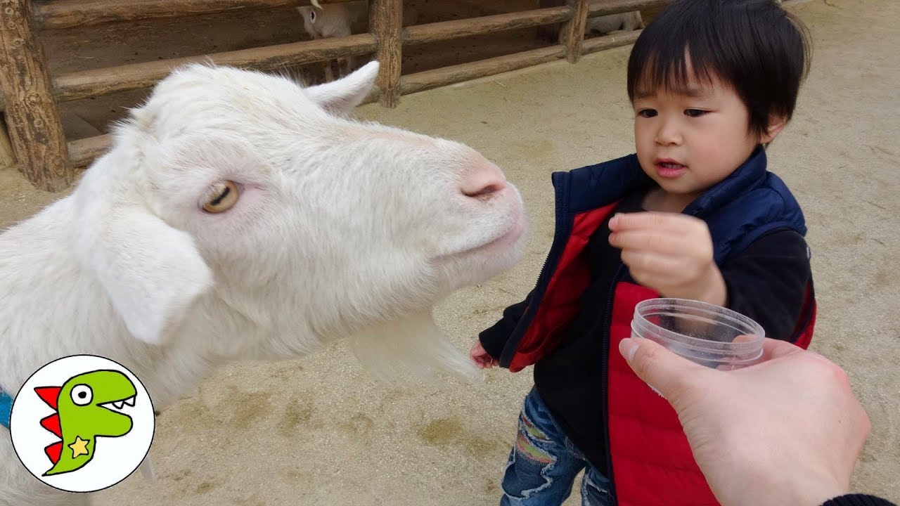 おでかけ 東山動植物園に行ったよ！ヤギさんにエサをあげたよ！ トイキッズ