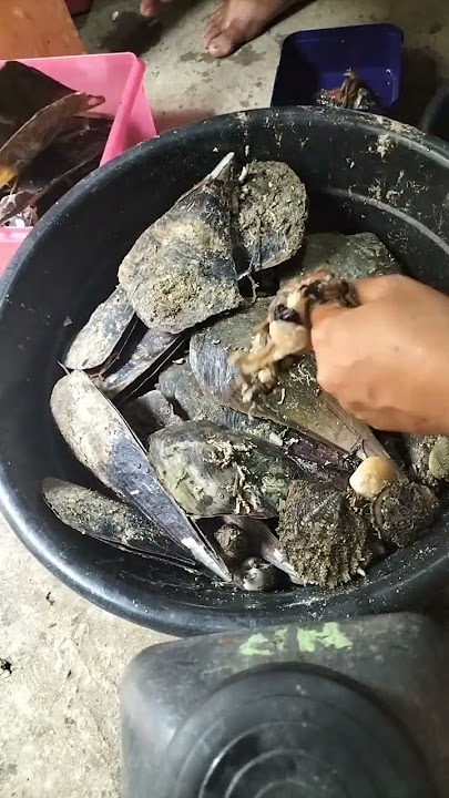 Cleaning up the Wasay-wasay shell