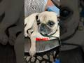 Ghar ke sabhi log aagye na #cuteanimals #shorts #trending #pug #funny 🥰🥰