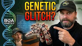 Paradox Boas: Why Their DNA Doesn't Match Their Looks!