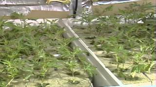 Baja el precio de la marihuana - "Noticiero Estrella TV con Myrka Dellanos"