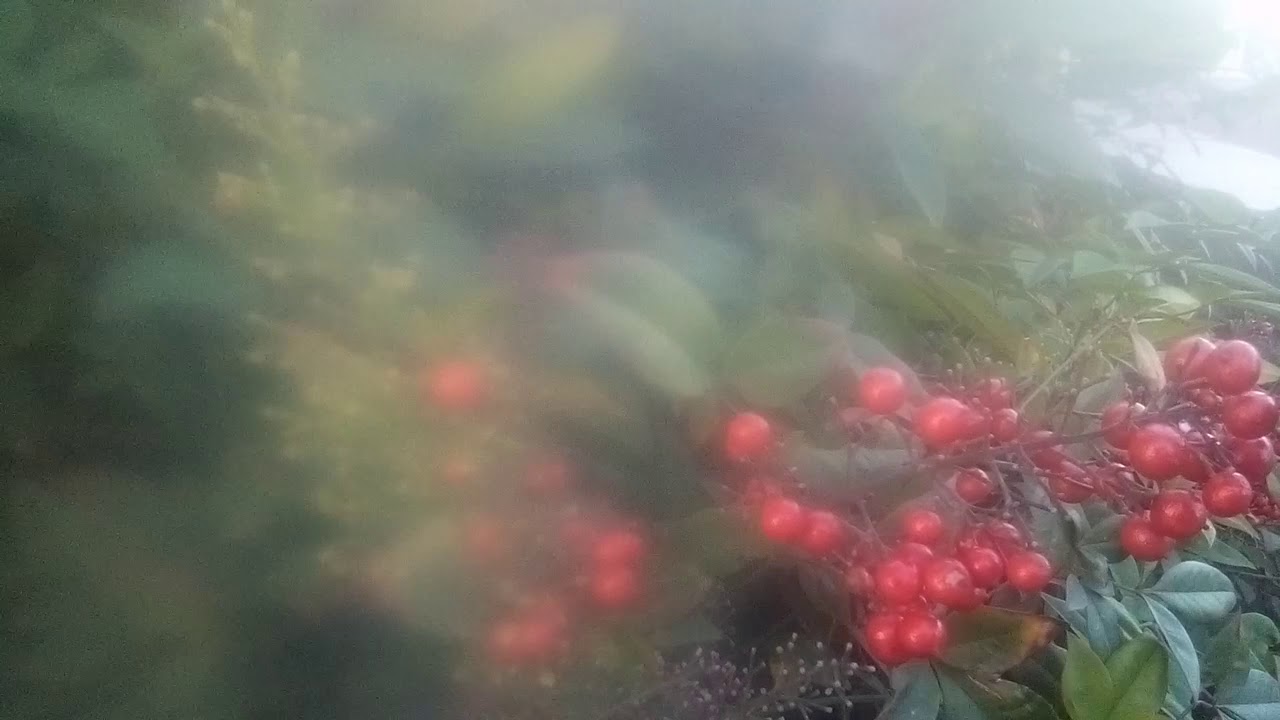 Beautiful Plants in Australia