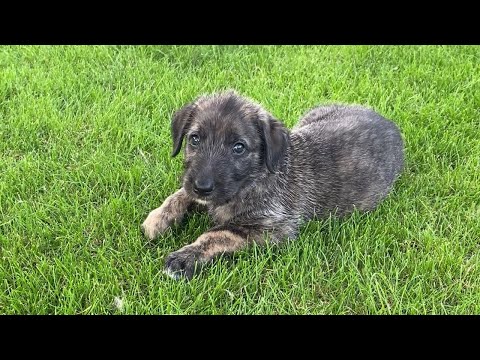 Irish Wolfhound puppy time-lapse (birth to 13 weeks) - Orange, Lilac, Blue | Wolvebrigg Puppies