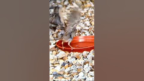 Sparrow Takeoff Super Slow Motion