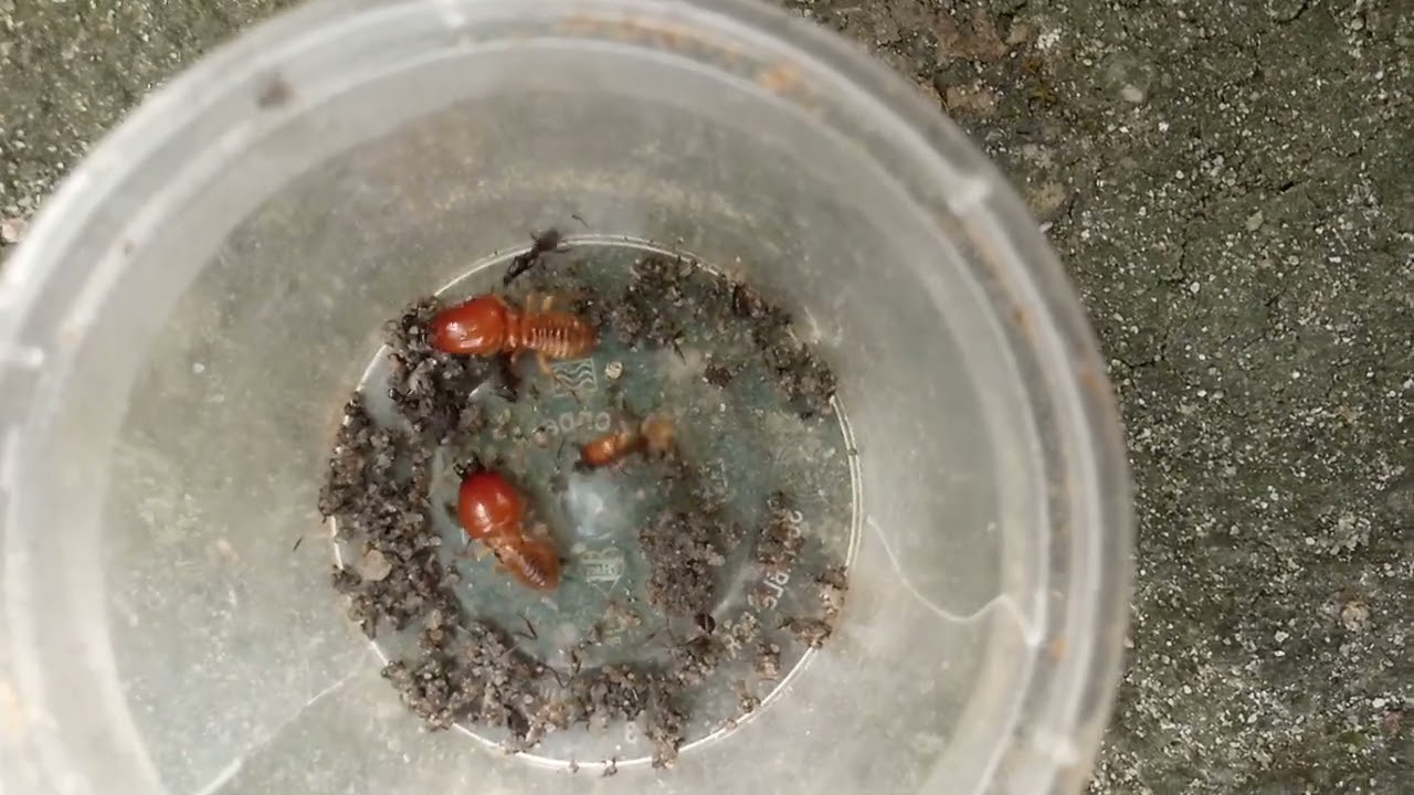 Giant 3 termite vs 3 Black ant