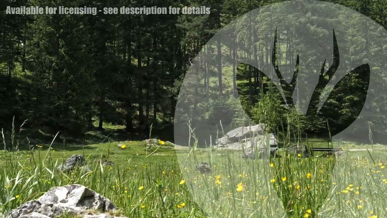 Stock Footage: Alpine Meadow – Austria 5.6K
