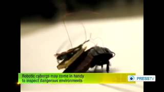 Cyborg roaches could be future emergency responders